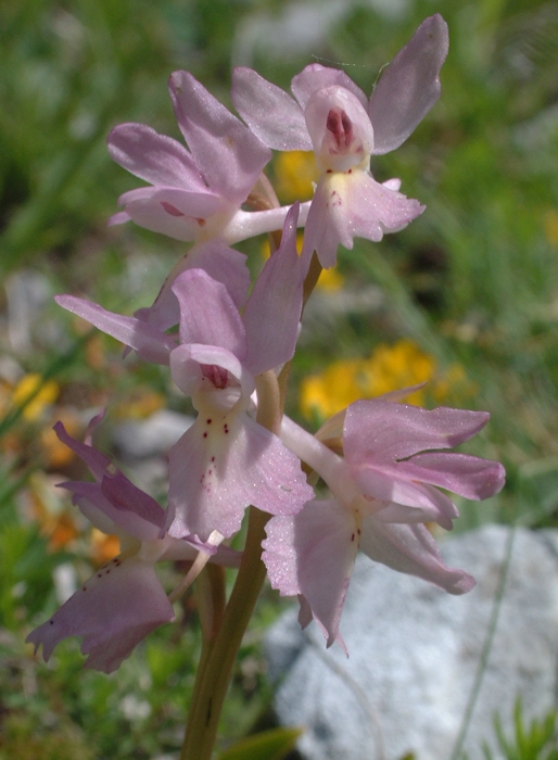 Orchis x colemanii (ibrido: Or. mascula x Or. pauciflora)